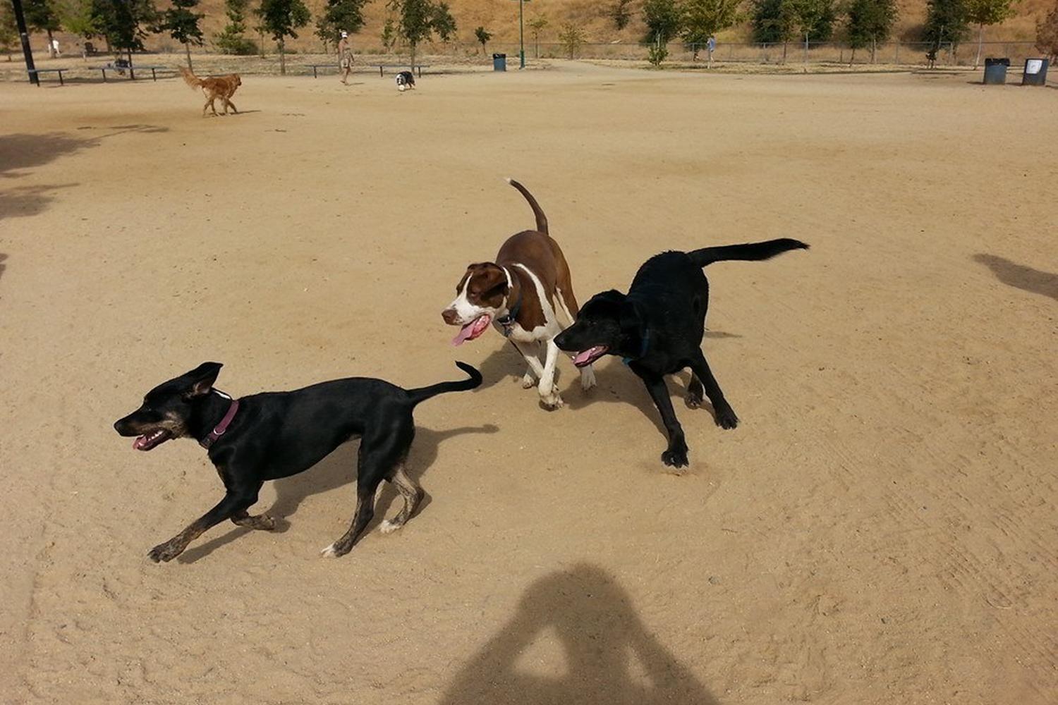 Power Inn Dog Park 0