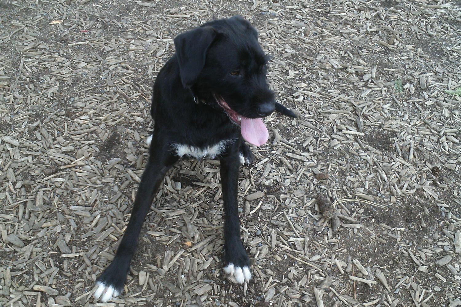 Rancho Caninos Dog Park 0