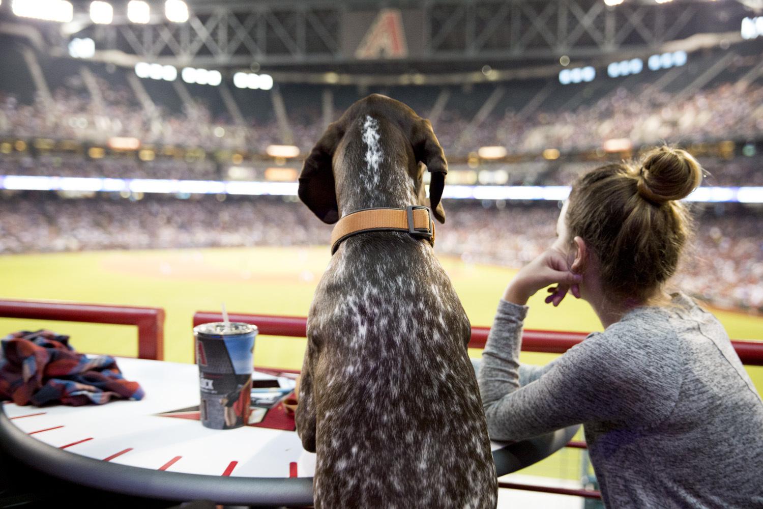 PetSmart Charities Park at Chase Field 1