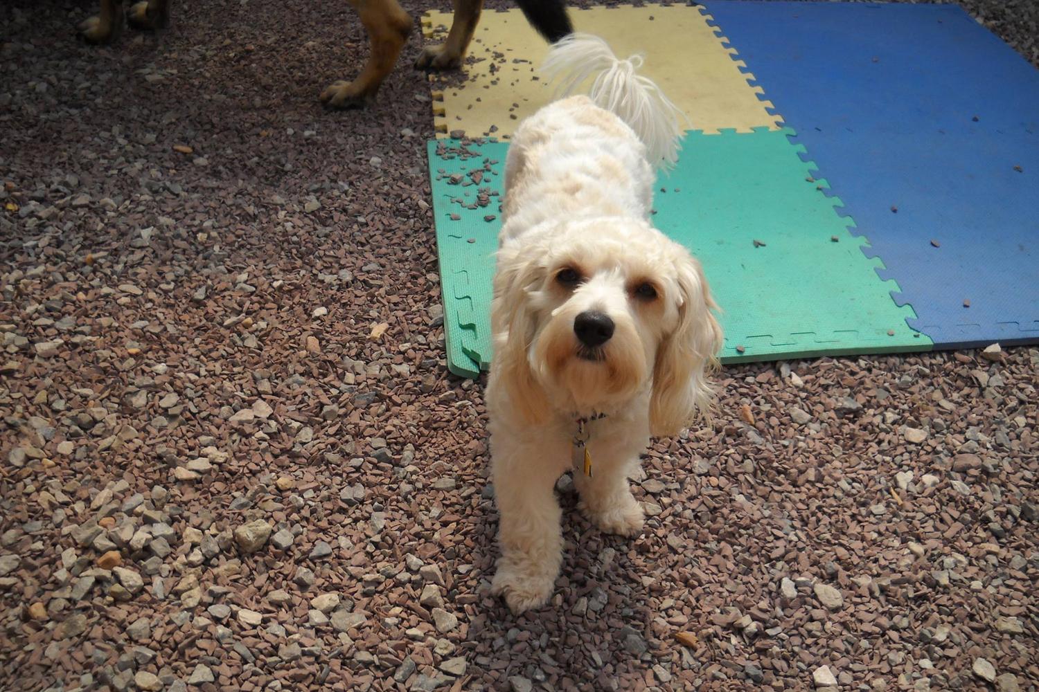Drake's Pet Place 1