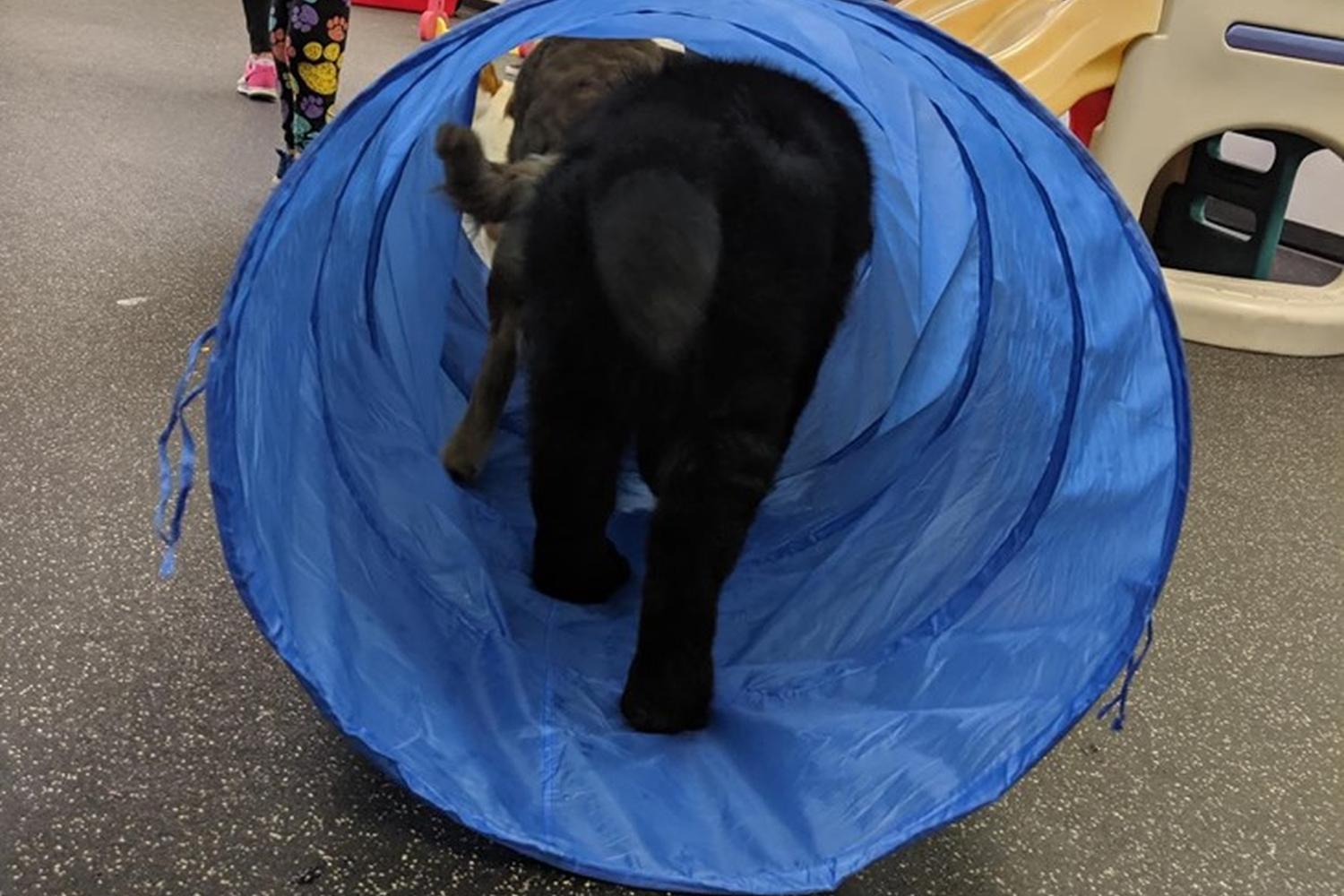 Bubble Puppy Playhouse 1
