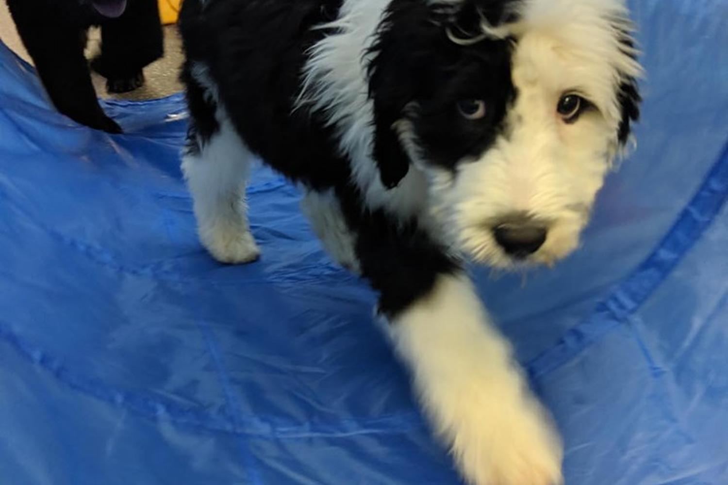 Bubble Puppy Playhouse 4