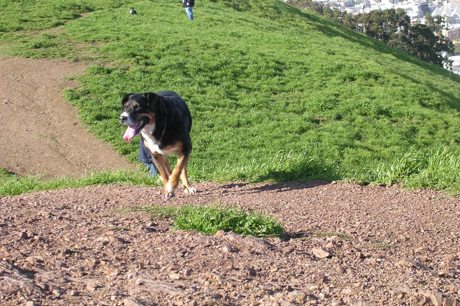 Bernal Hill Dog Park at Bernal Heights 2