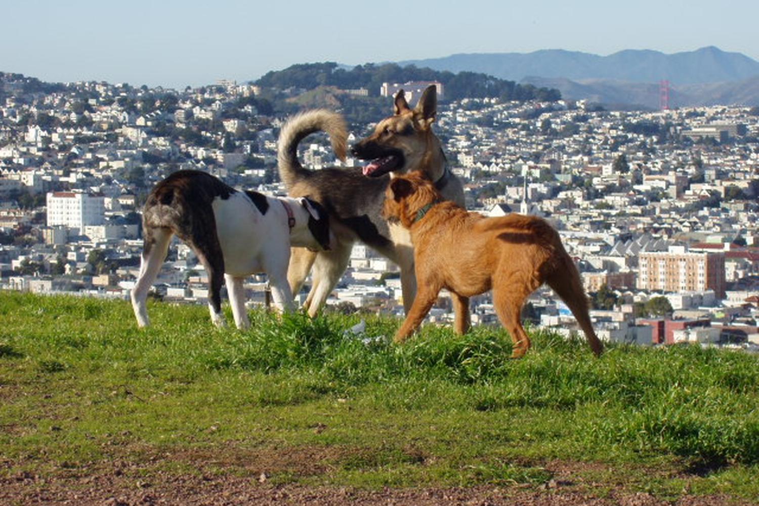 Bernal Hill Dog Park at Bernal Heights 3