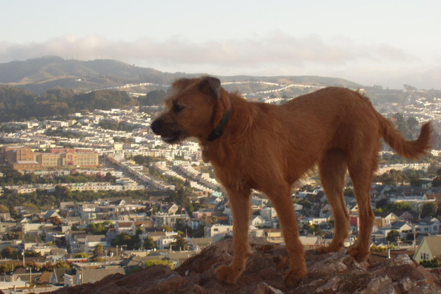 Bernal Hill Dog Park at Bernal Heights 1