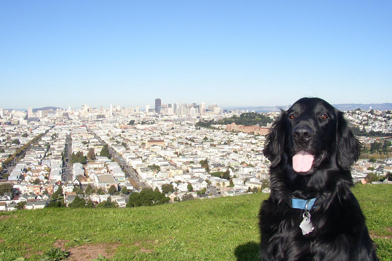 Bernal Hill Dog Park at Bernal Heights 4