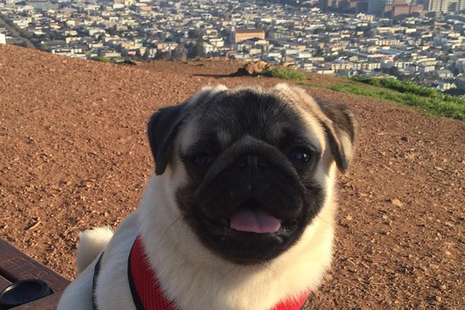 Bernal Hill Dog Park at Bernal Heights 5