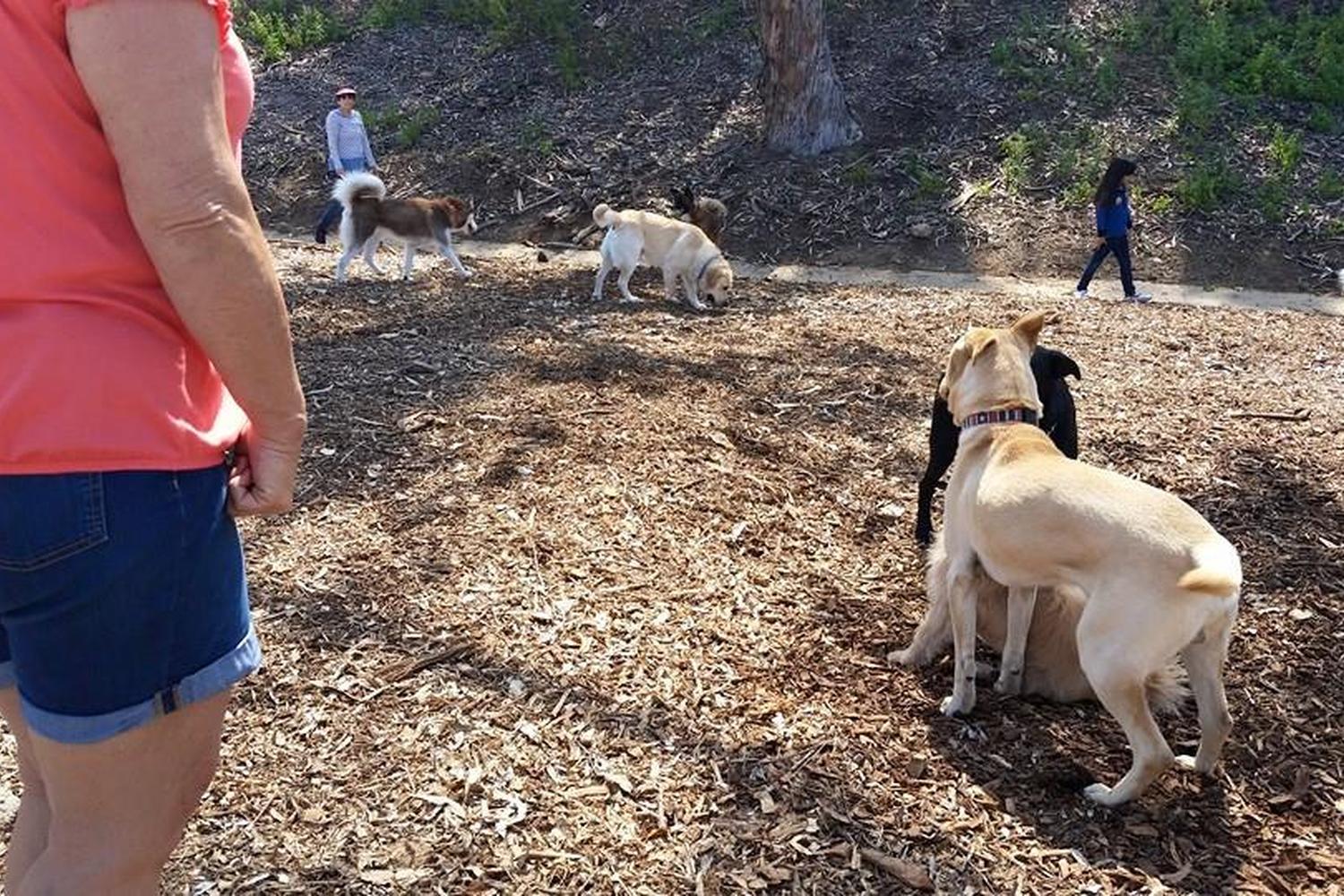 Eucalyptus Dog Park 0