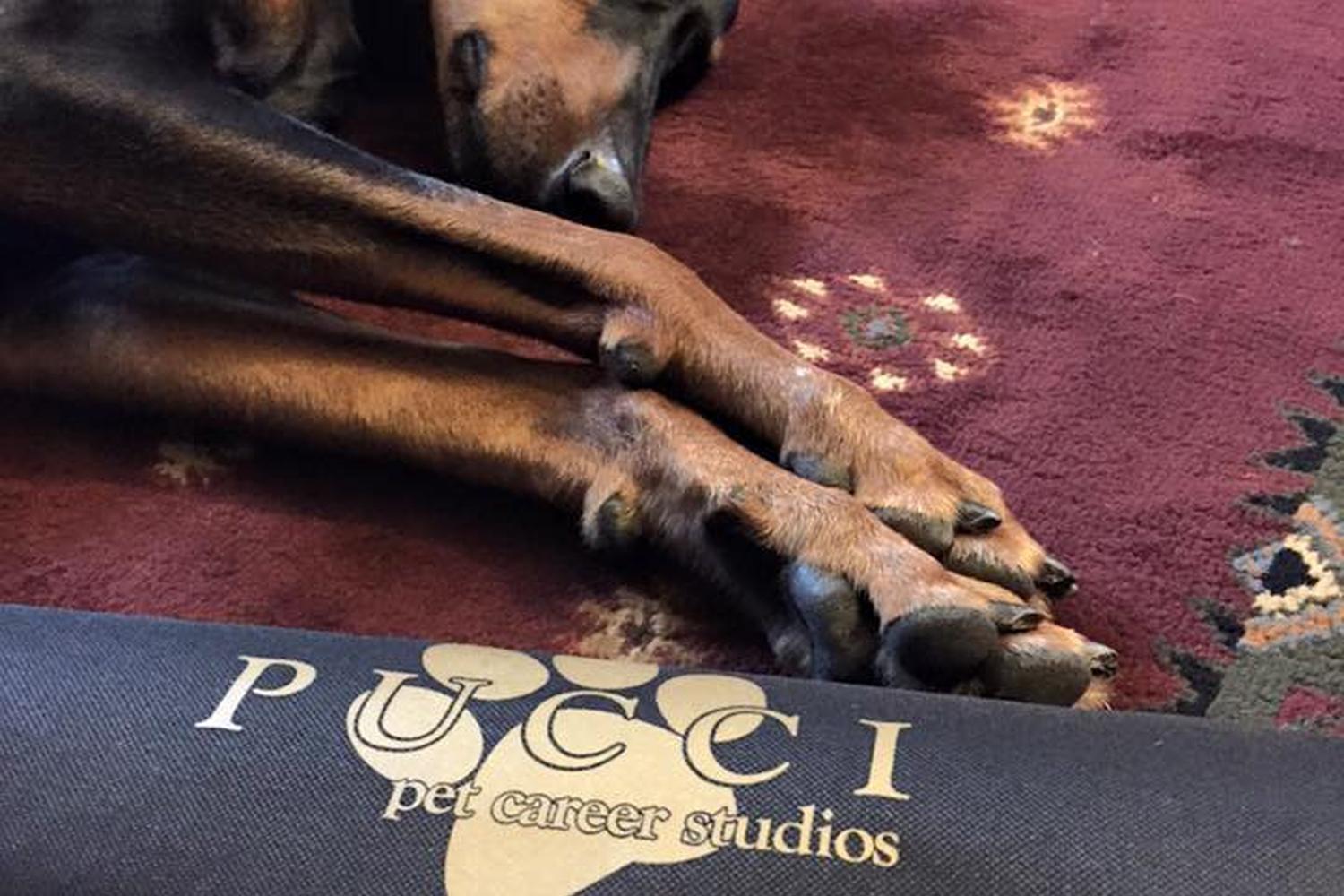 PUCCI Power Doga 0