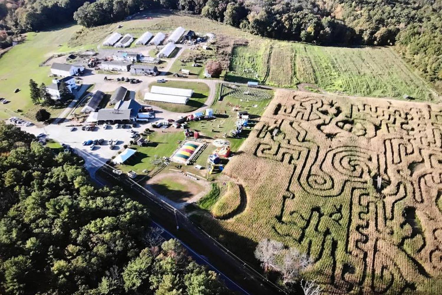 Marini Farm Corn Maze 2