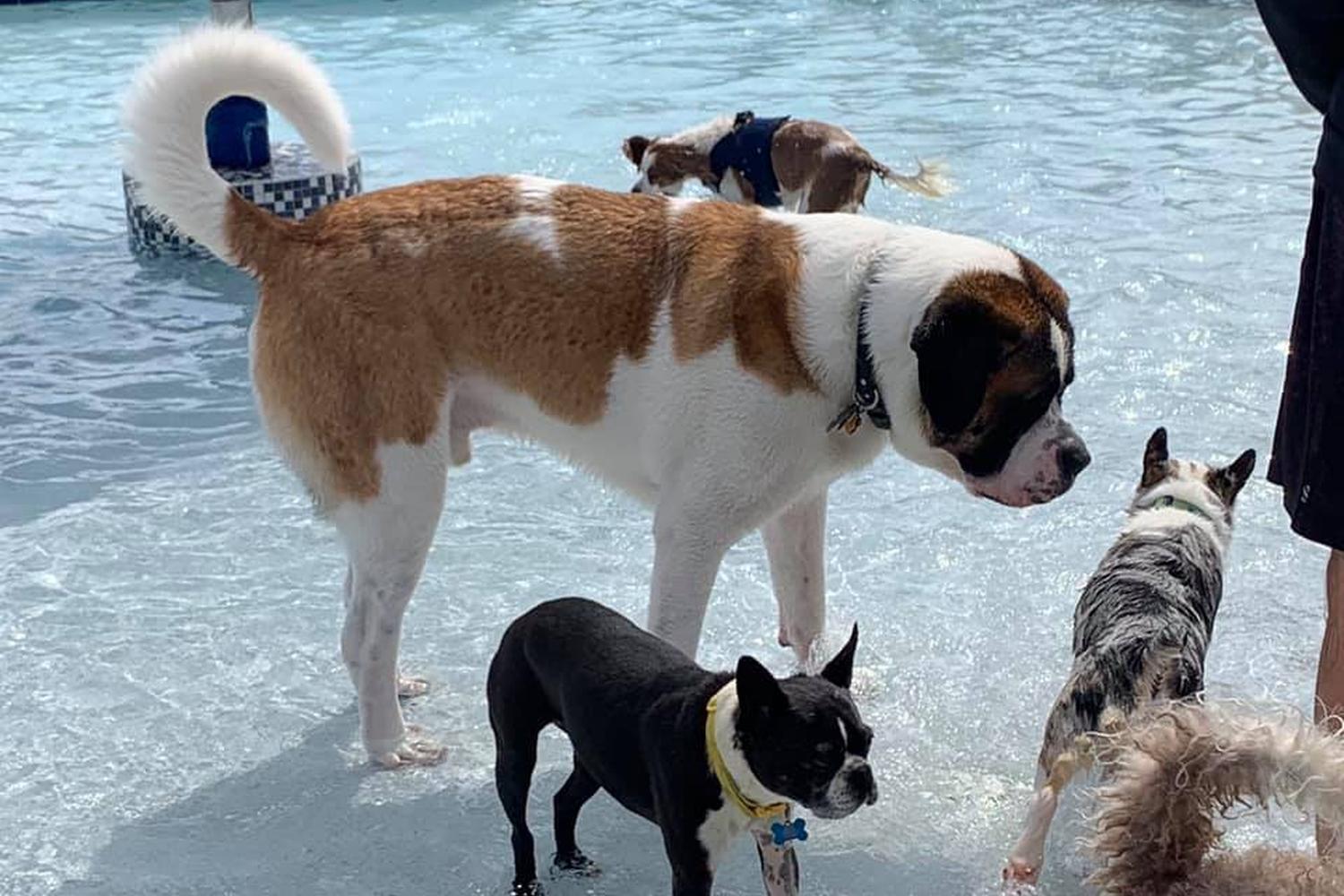 The Canine Country Club 3