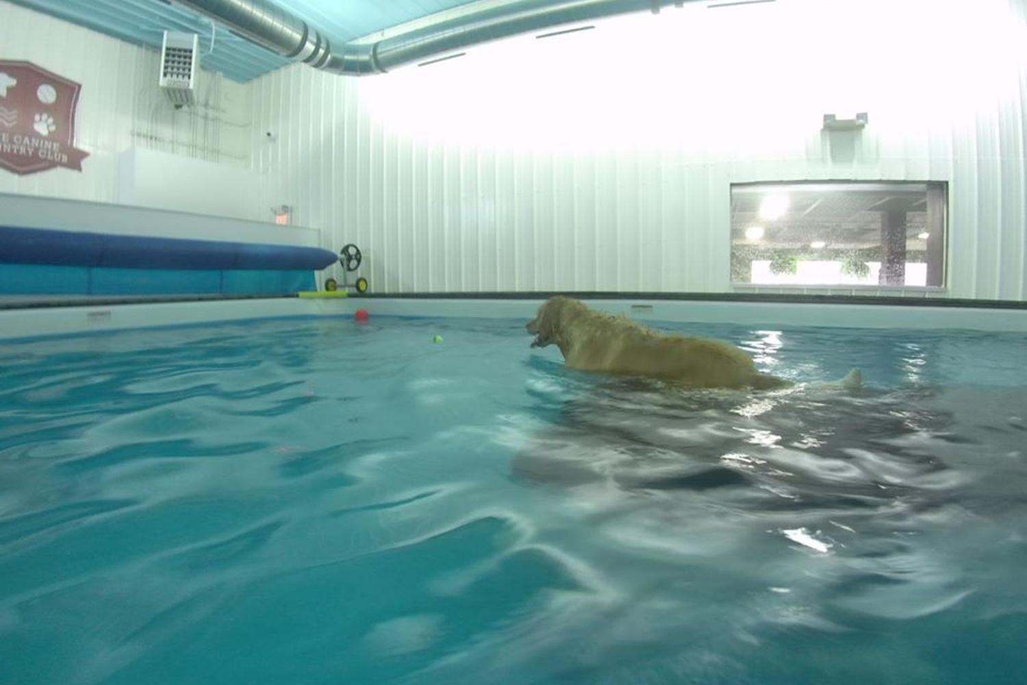 The Canine Country Club 1