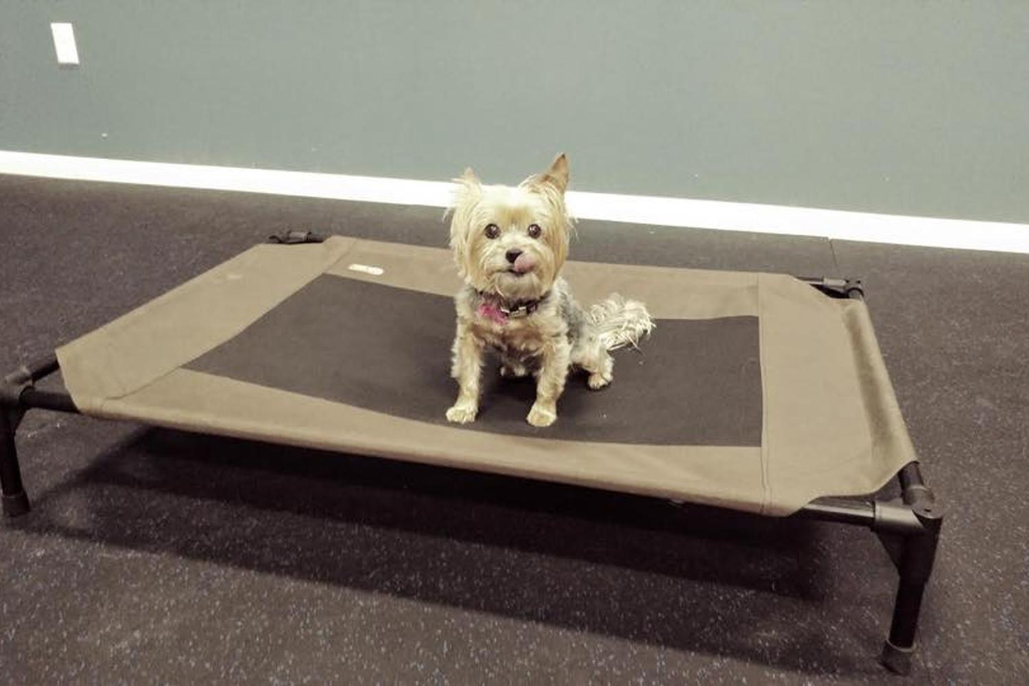 The Canine Country Club 2