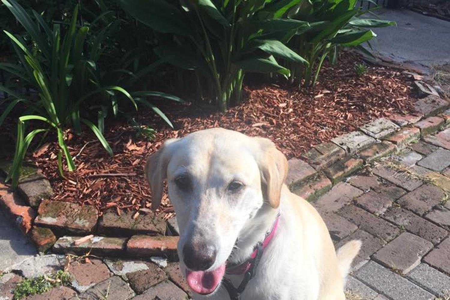 Uptown Girls Pet Services 2