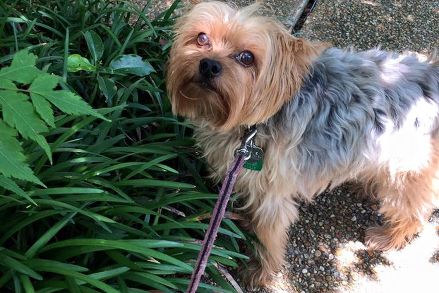 Uptown Girls Pet Services 3