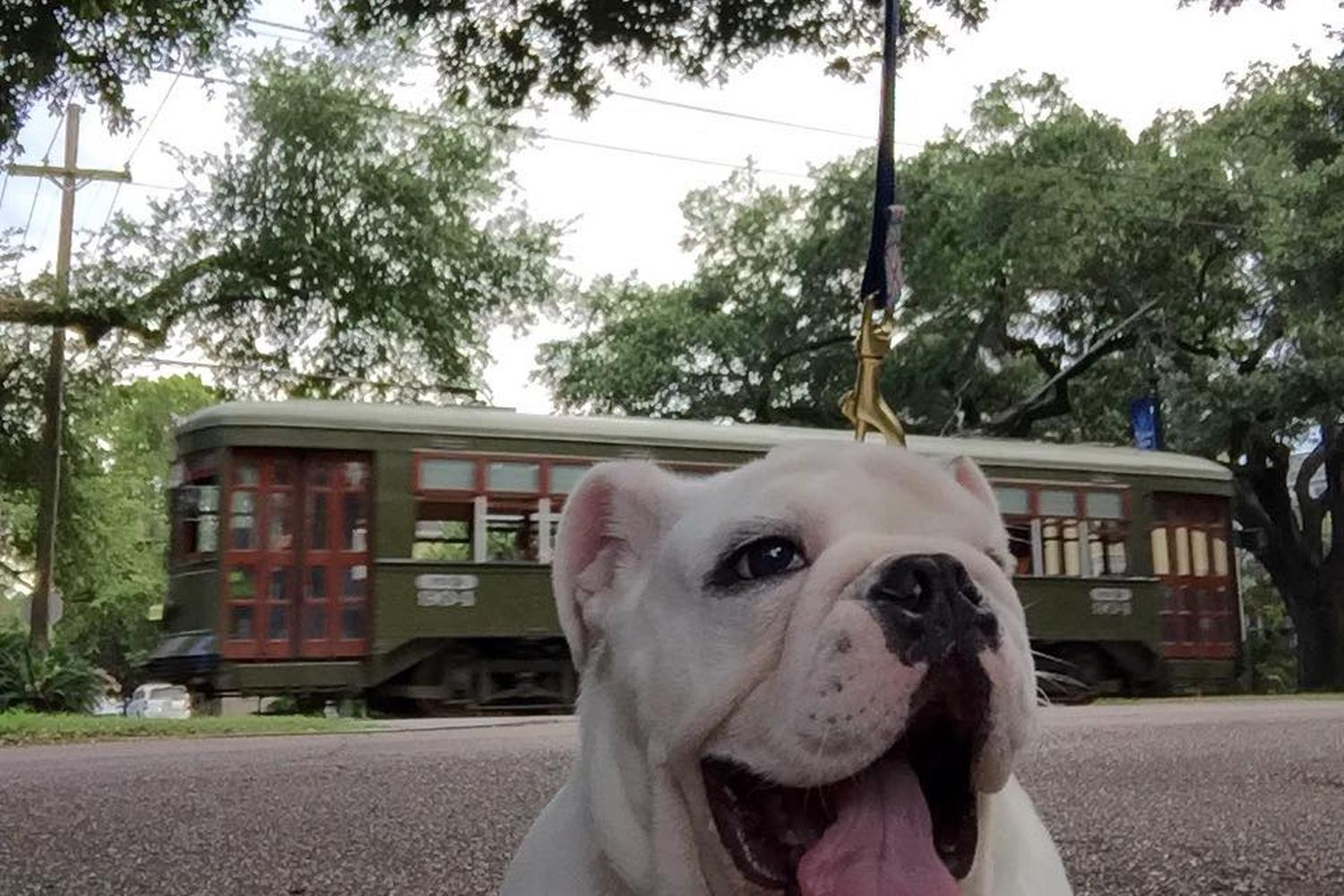 Uptown Girls Pet Services 1