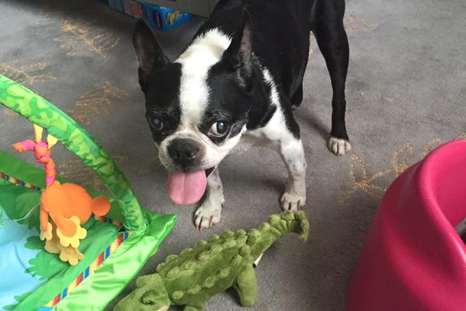 Uptown Girls Pet Services 4