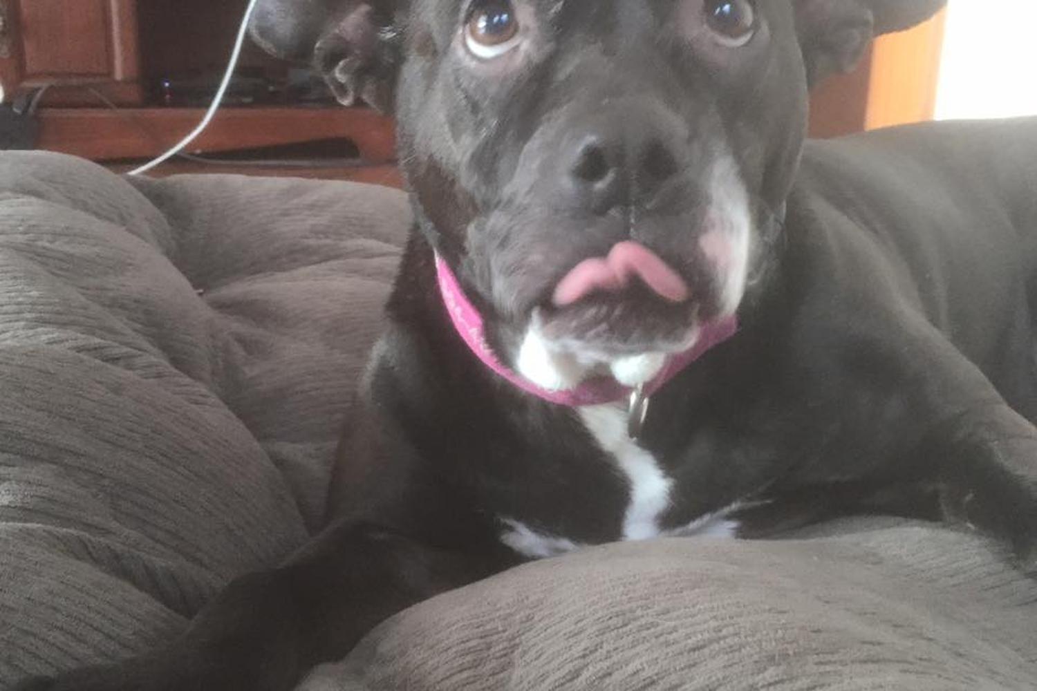 Uptown Girls Pet Services 0