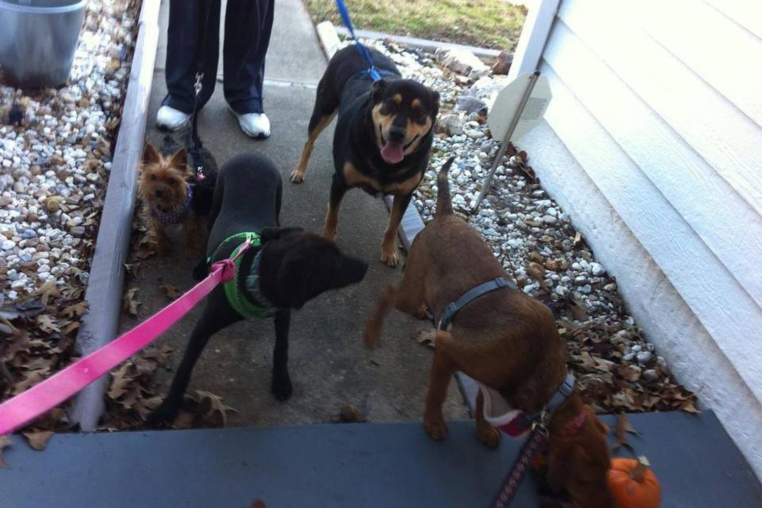Point West Pet Sitting 4