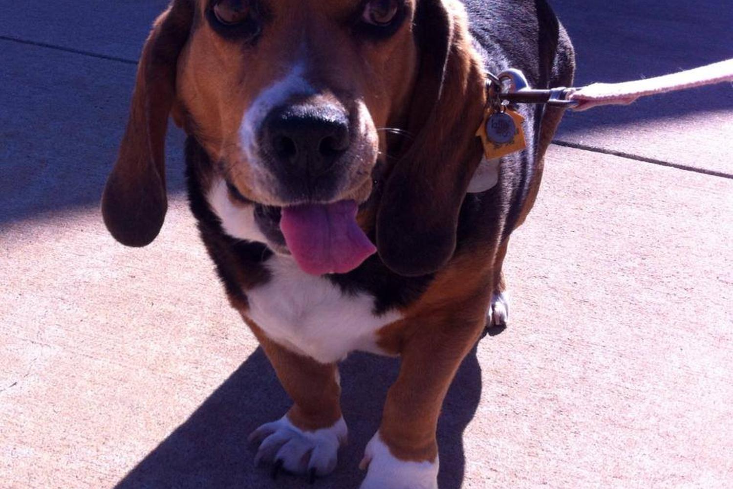 Point West Pet Sitting 1