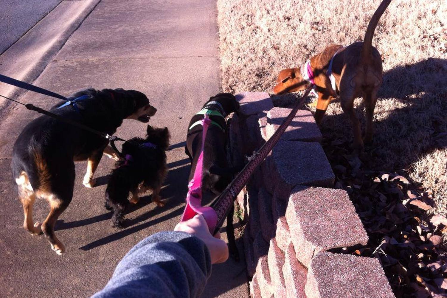 Point West Pet Sitting 2