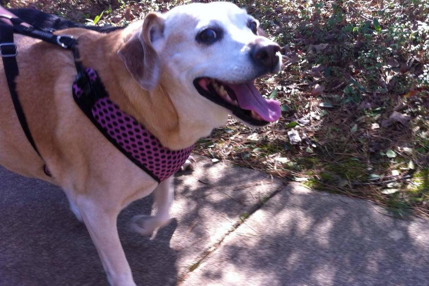 Point West Pet Sitting 3