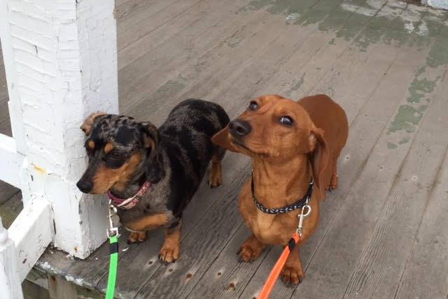 College Heights Pet Sitters 1