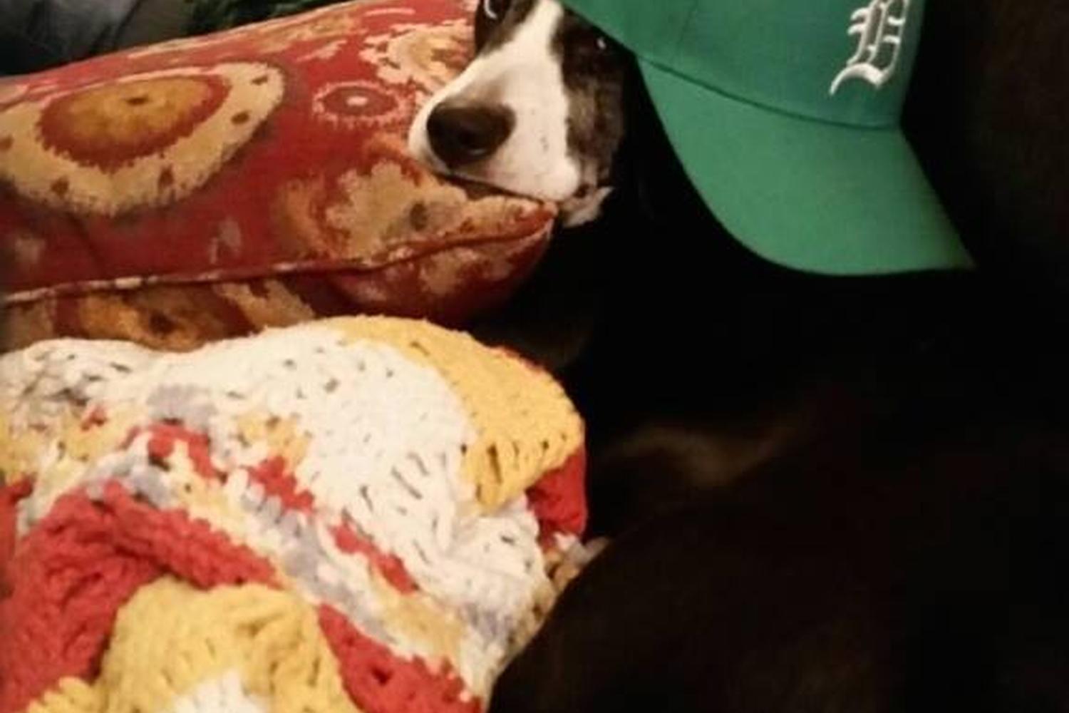 College Heights Pet Sitters 3