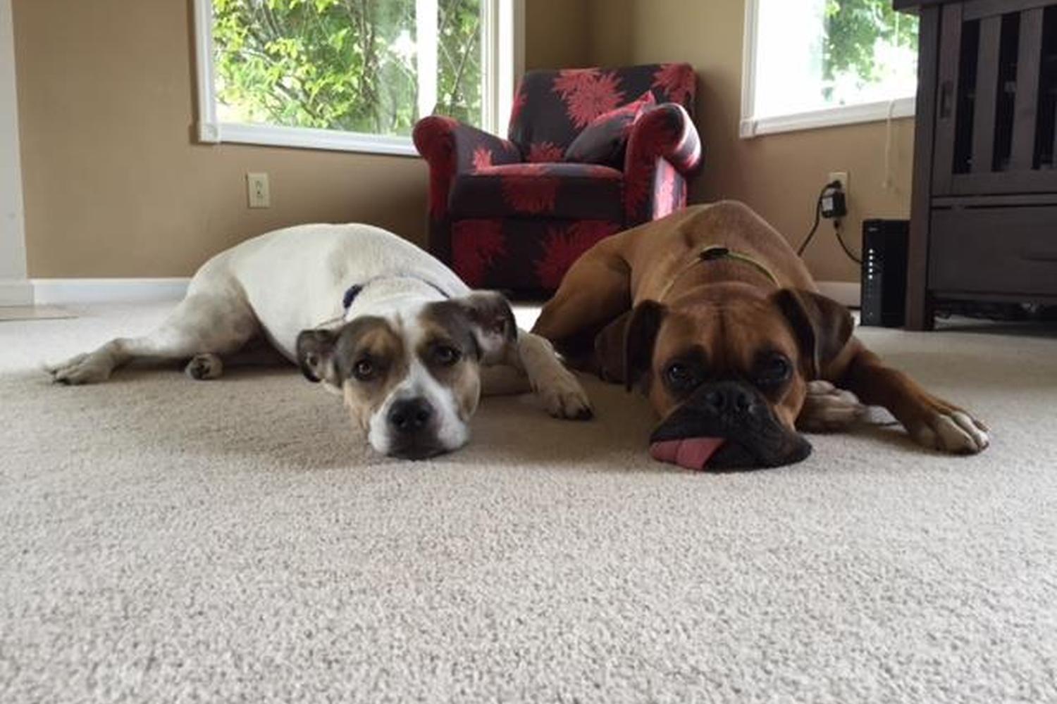 College Heights Pet Sitters 2