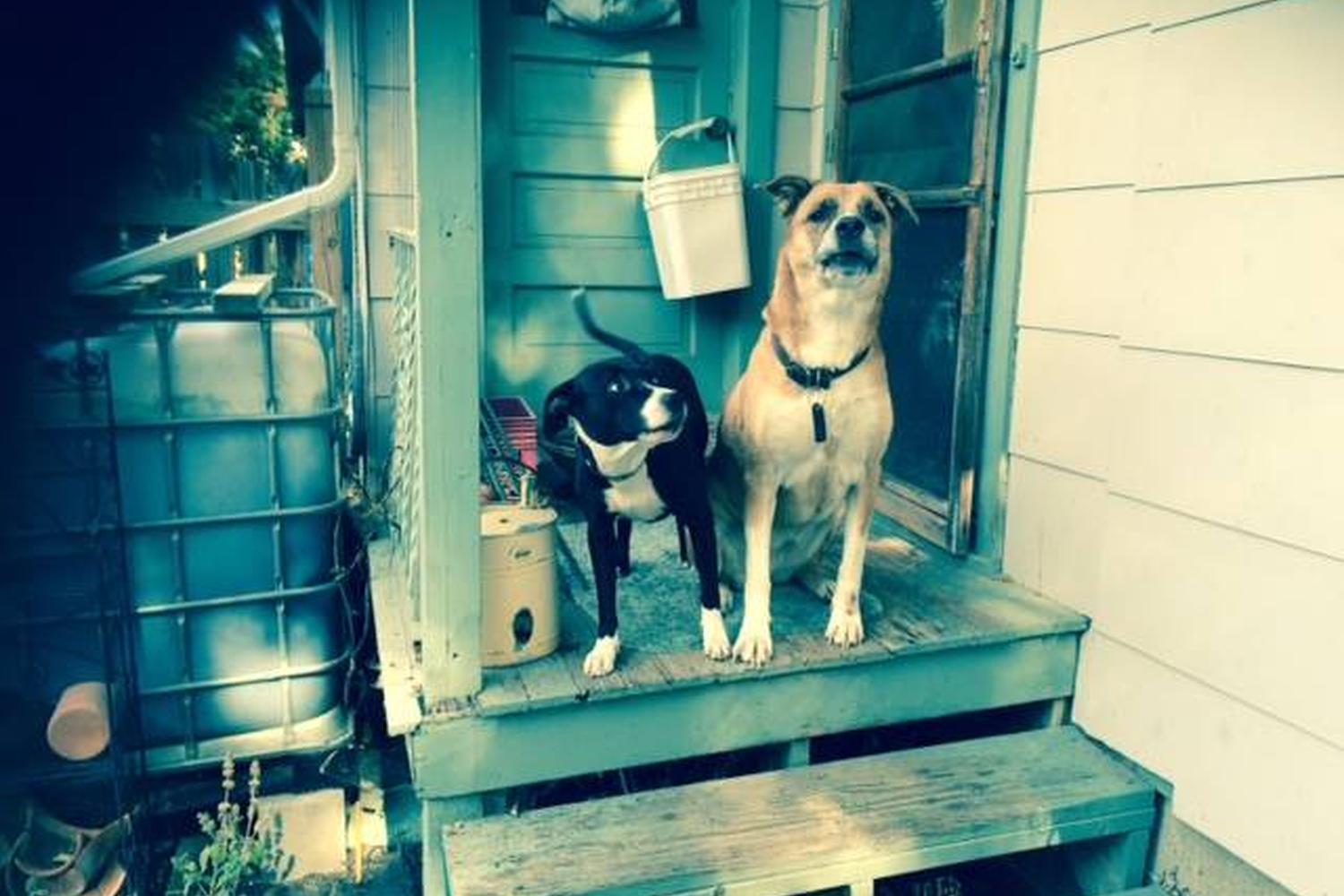 College Heights Pet Sitters 4