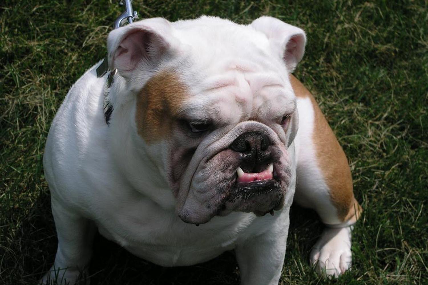 Snaggle Foot Dog Walks and Pet Care 5