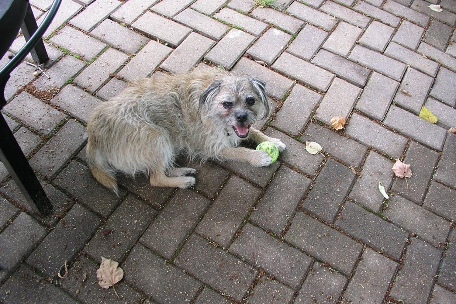 Snaggle Foot Dog Walks and Pet Care 1