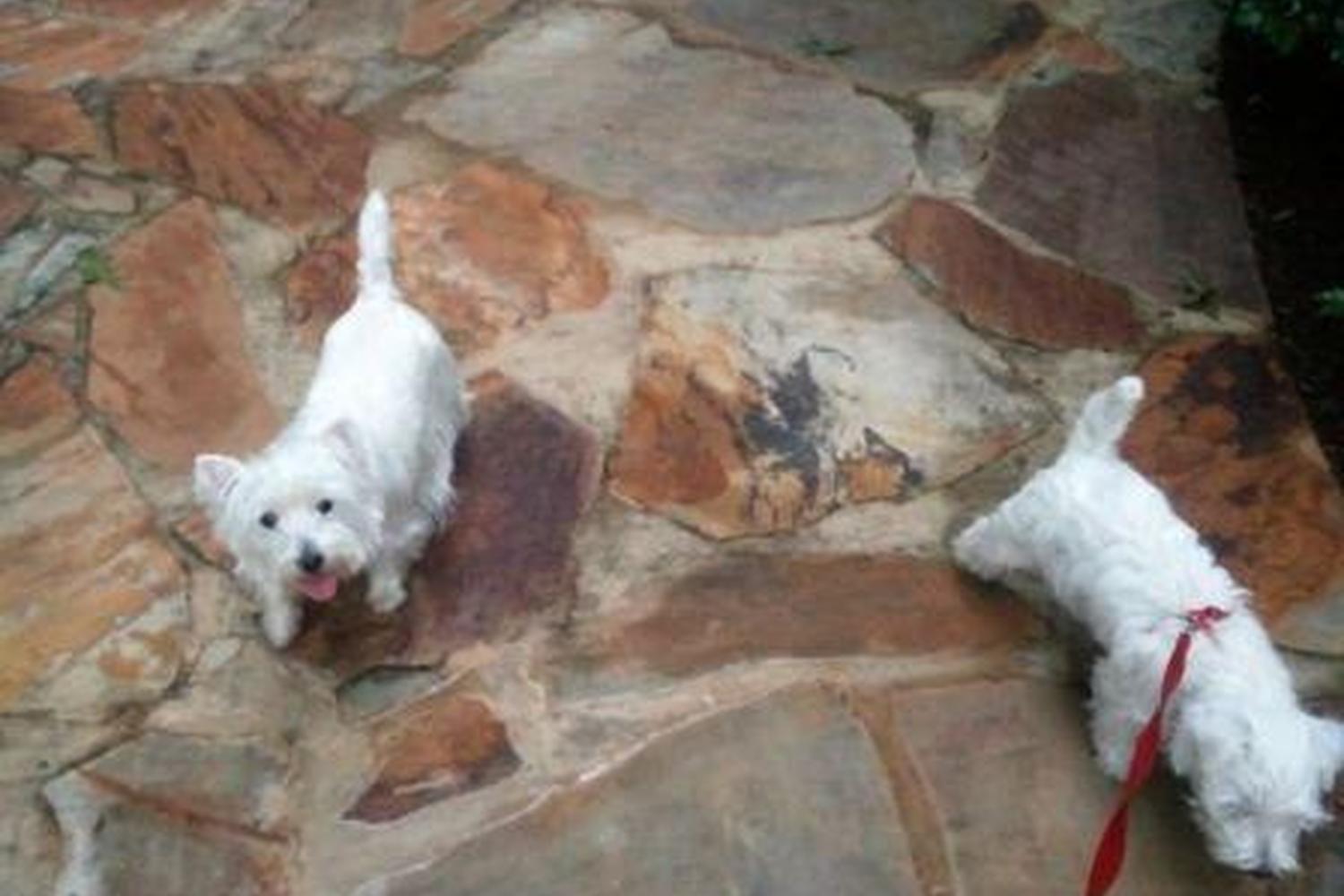 Fetch! Pet Care of NW Atlanta 3