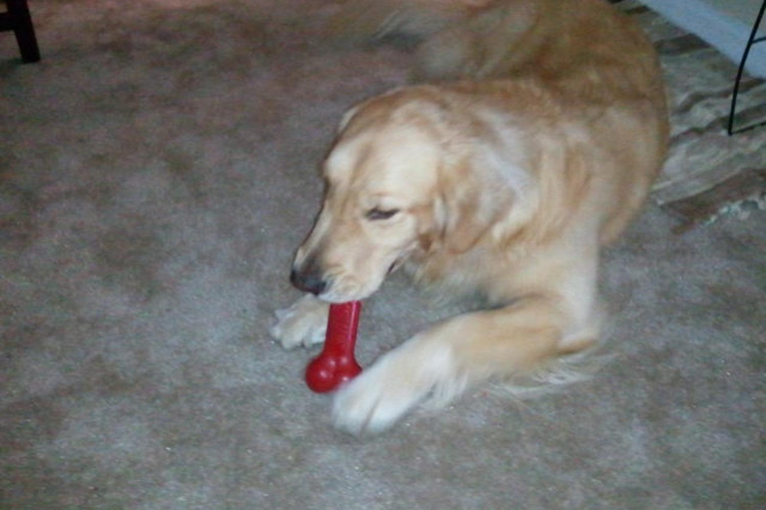 Fetch! Pet Care of NW Atlanta 2