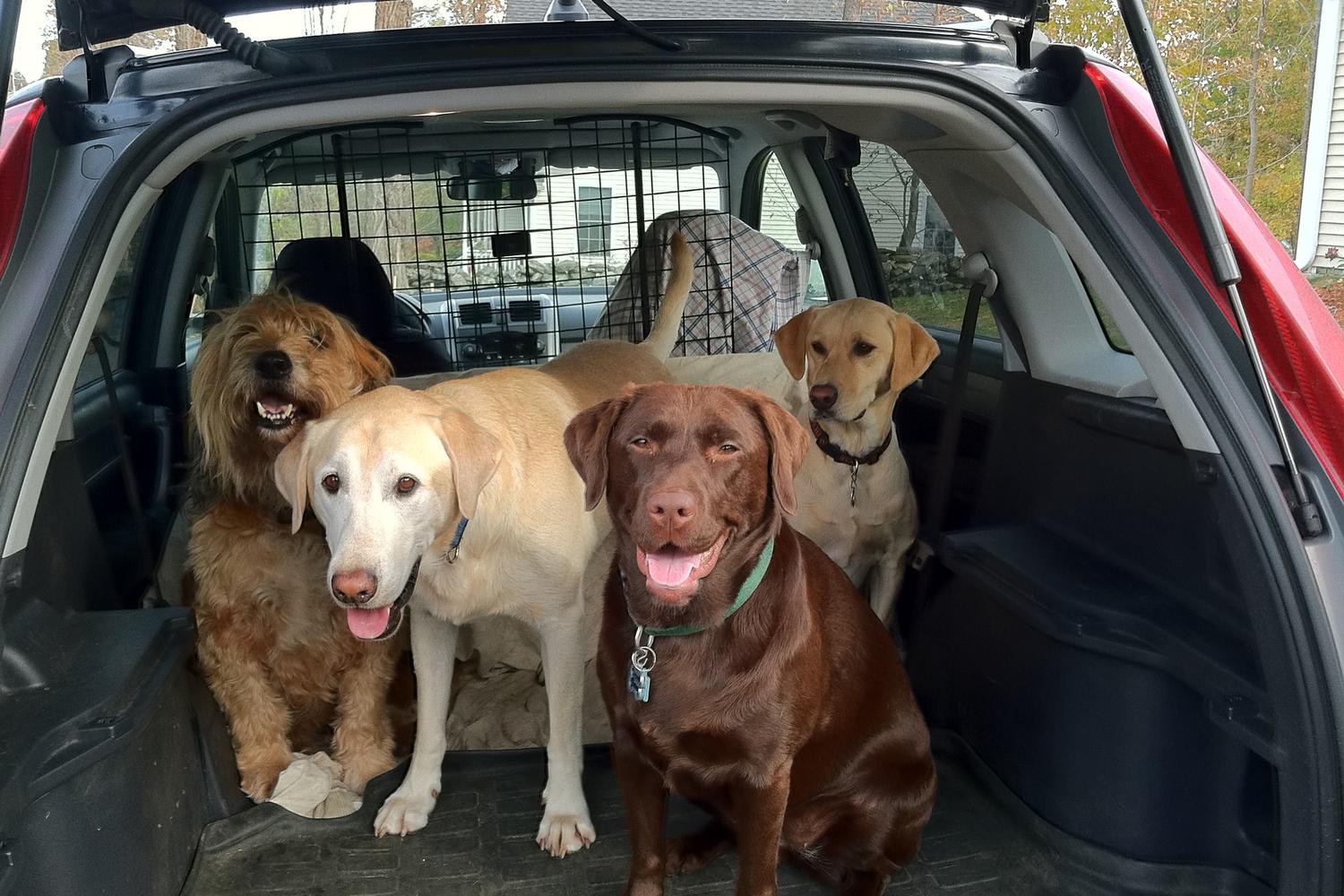 The Paw Pack Adventure Club 2
