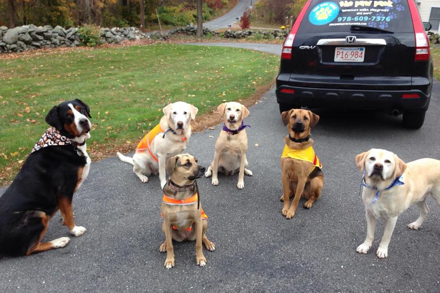 The Paw Pack Adventure Club 4
