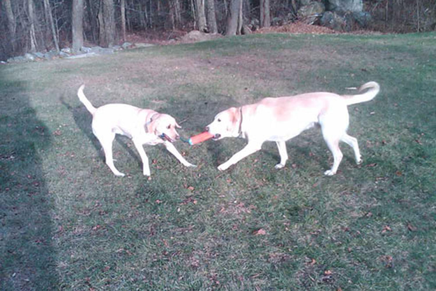 The Paw Pack Adventure Club 5