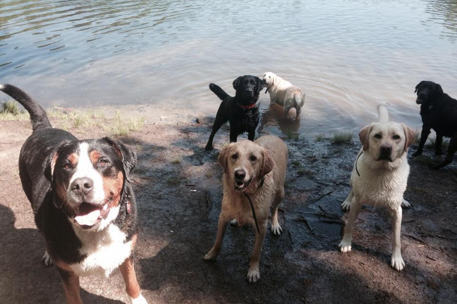 The Paw Pack Adventure Club 0