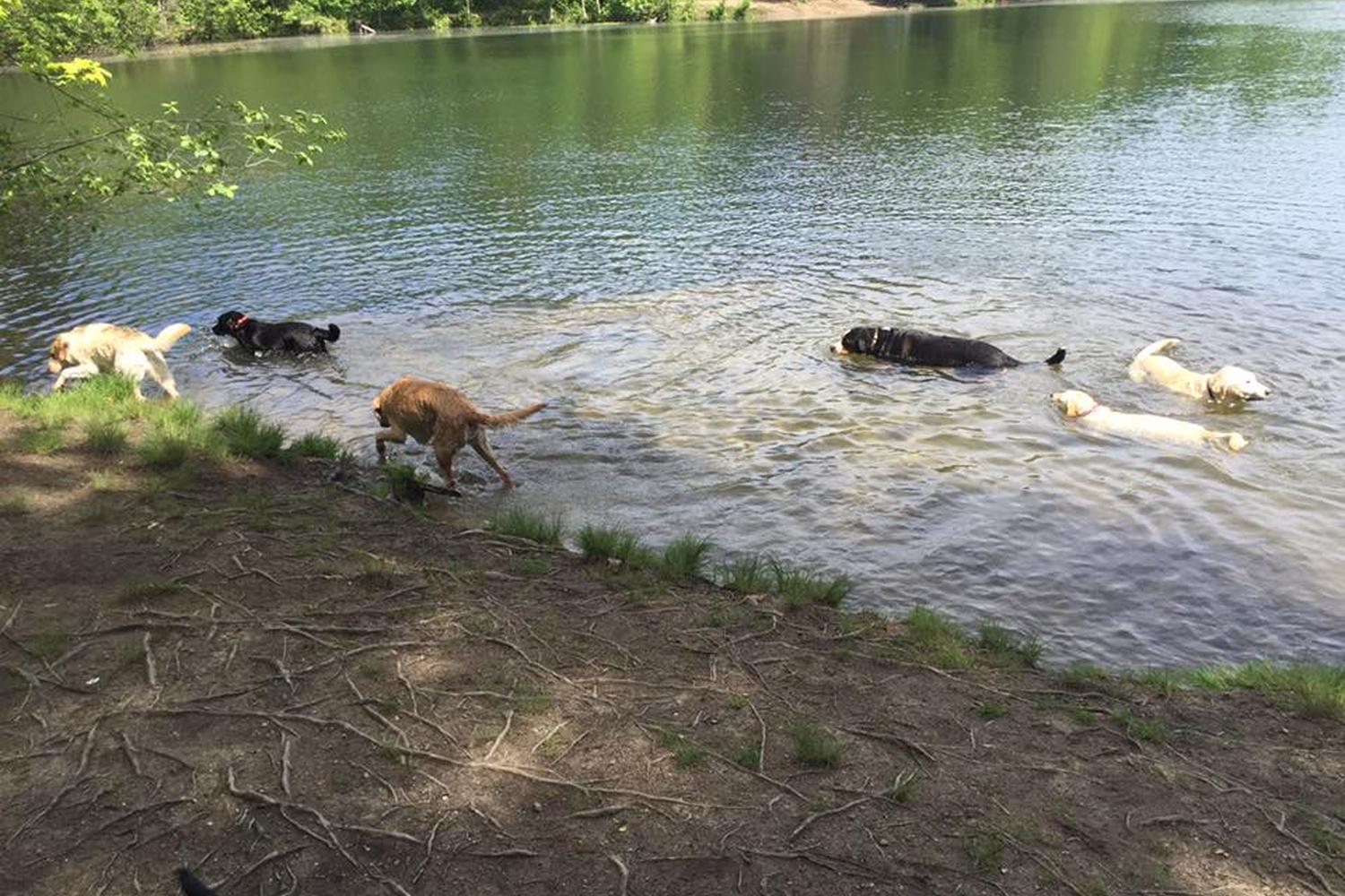 The Paw Pack Adventure Club 3