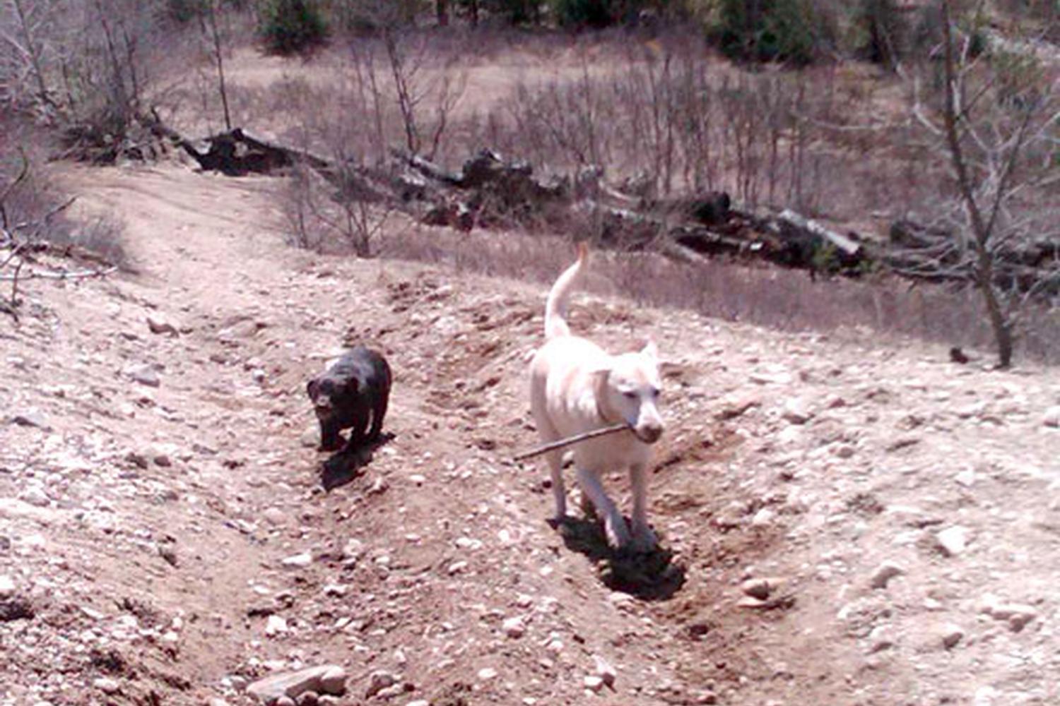 The Paw Pack Adventure Club 6