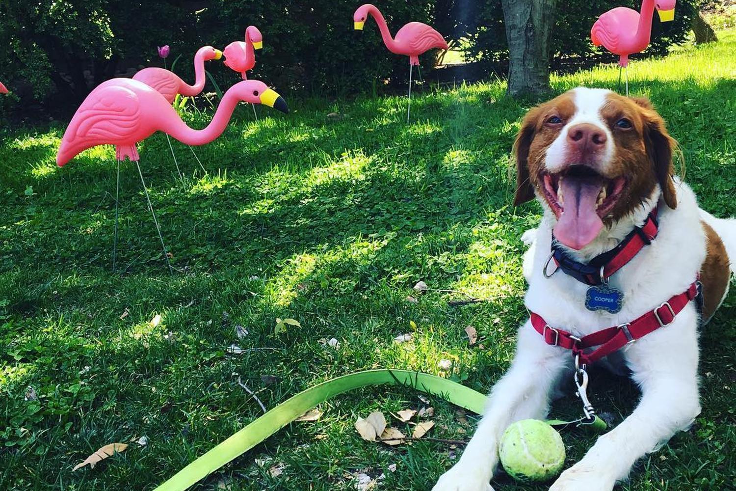 Fetch! Pet Care of Carmel-Westfield-Zionsville 1