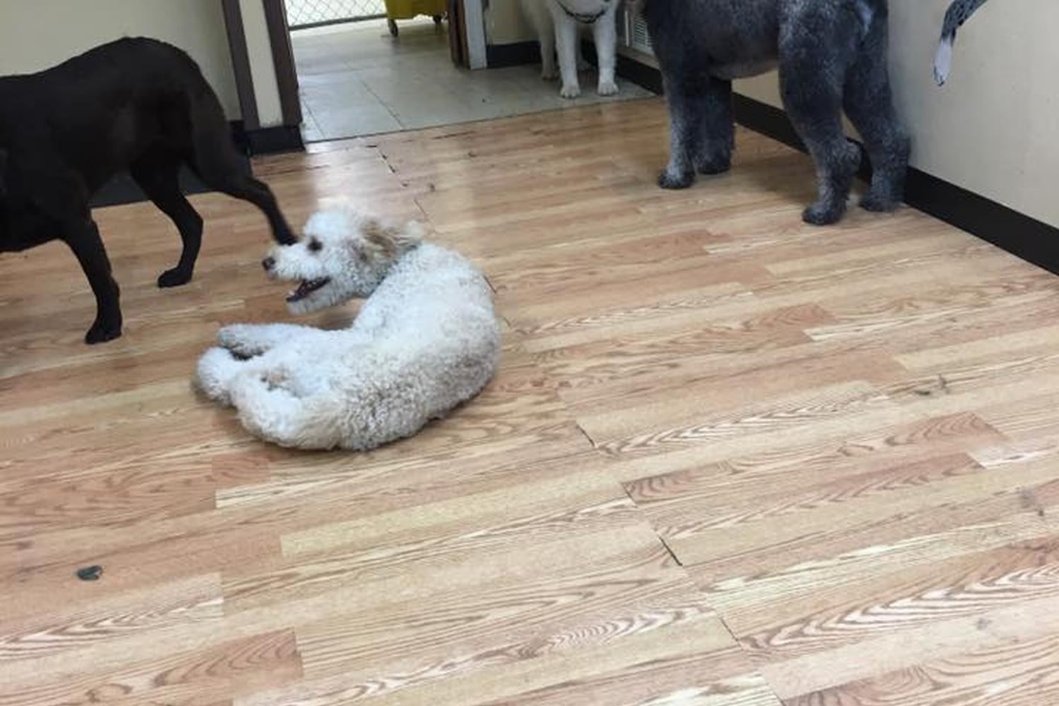 Dog Haus University 1