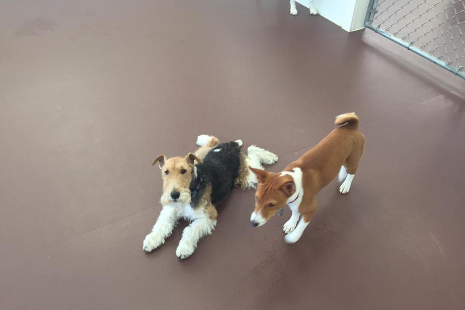 Dog Haus University 4