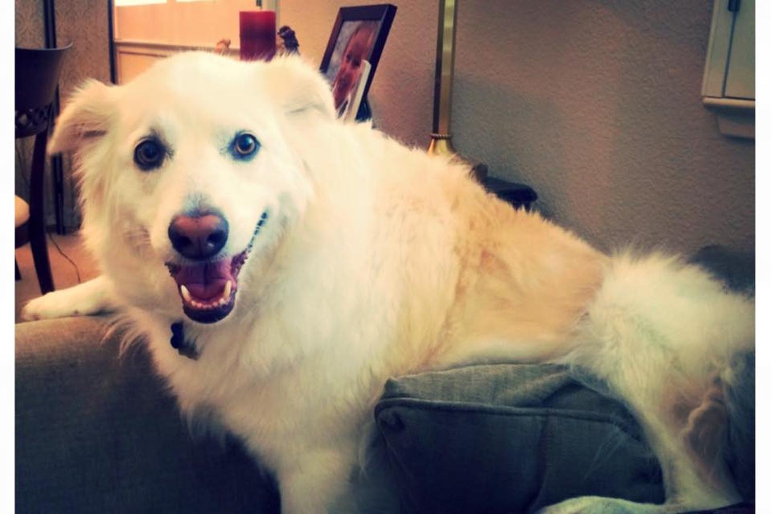 House Calls Pet Sitting 4