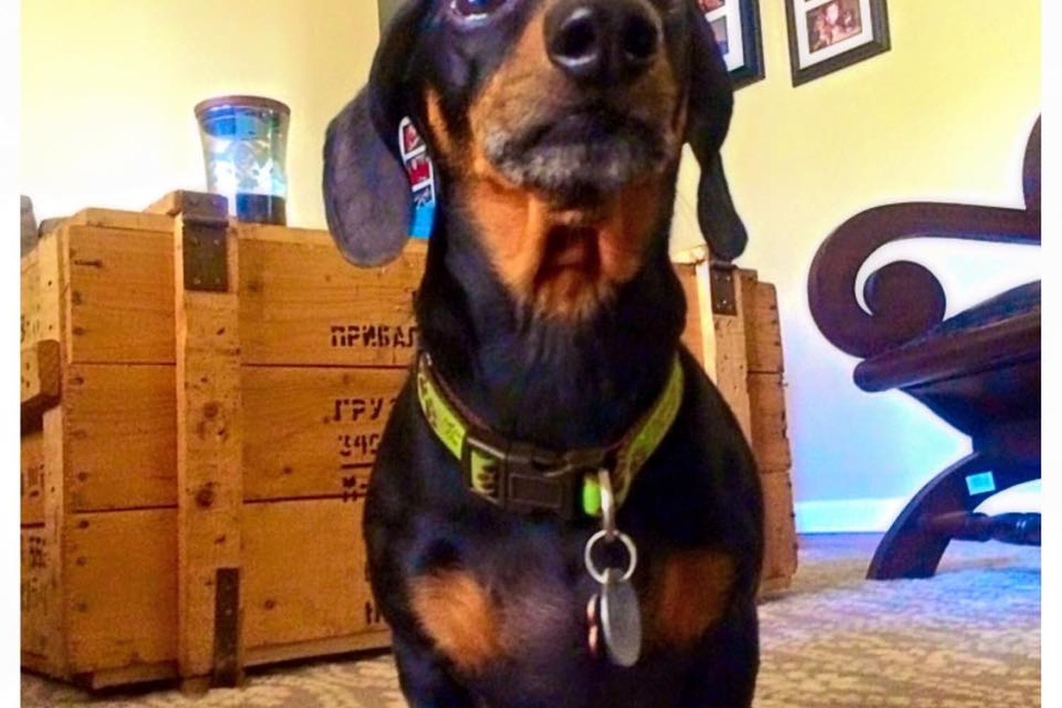 House Calls Pet Sitting 0