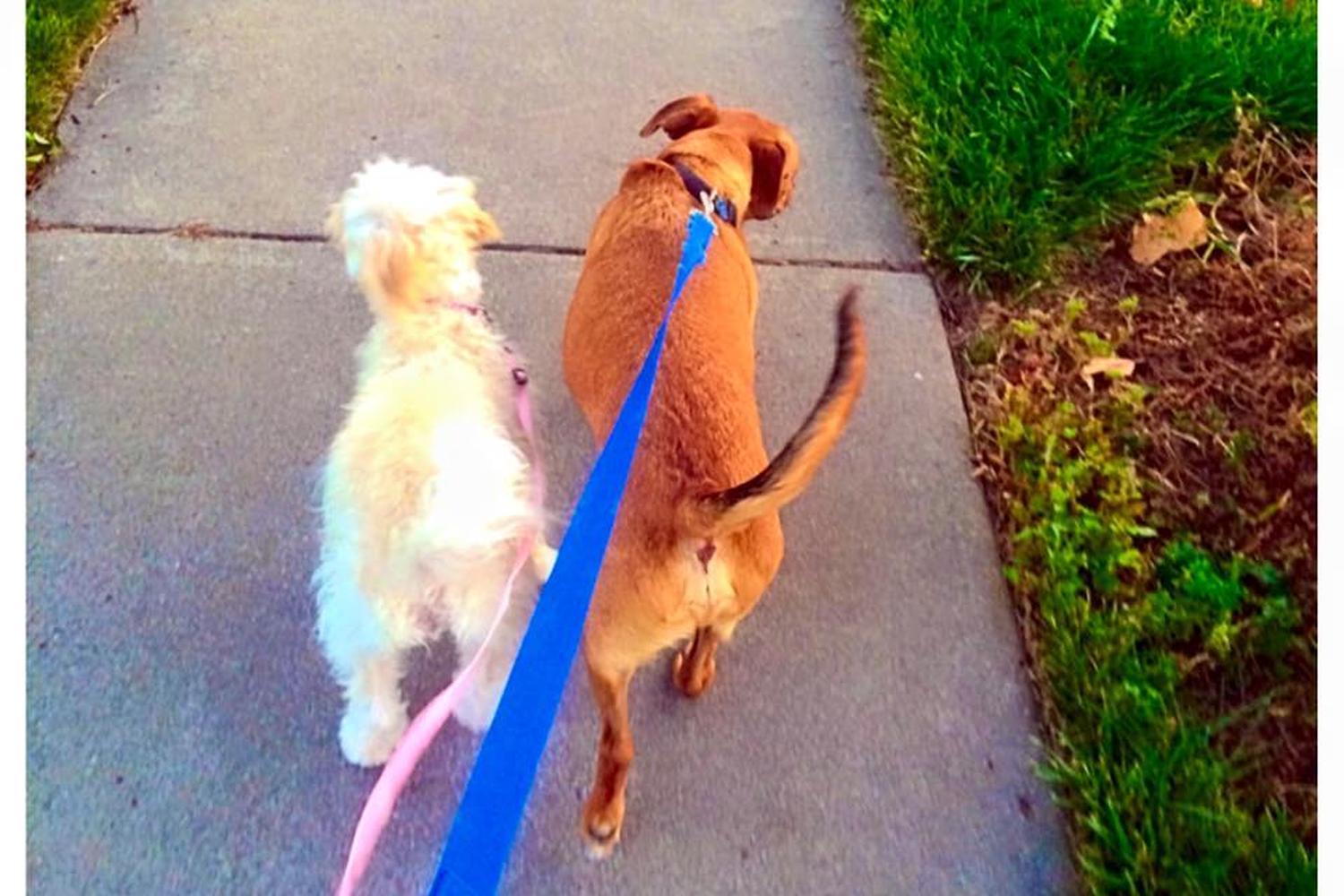 House Calls Pet Sitting 5