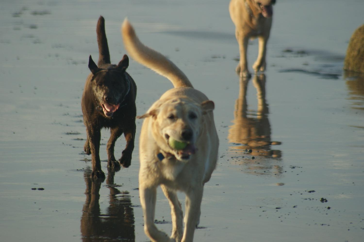 Silver Paw Pet Services, LLC 0