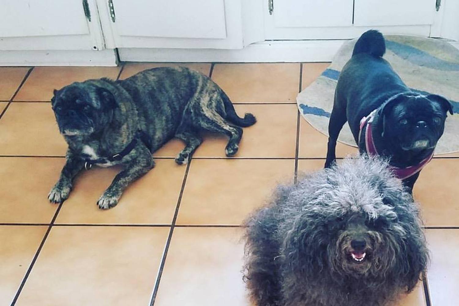 Lucky Dogs Pet Sitting 2