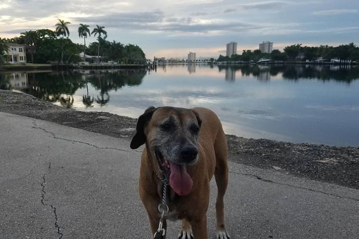 Lucky Dogs Pet Sitting 4