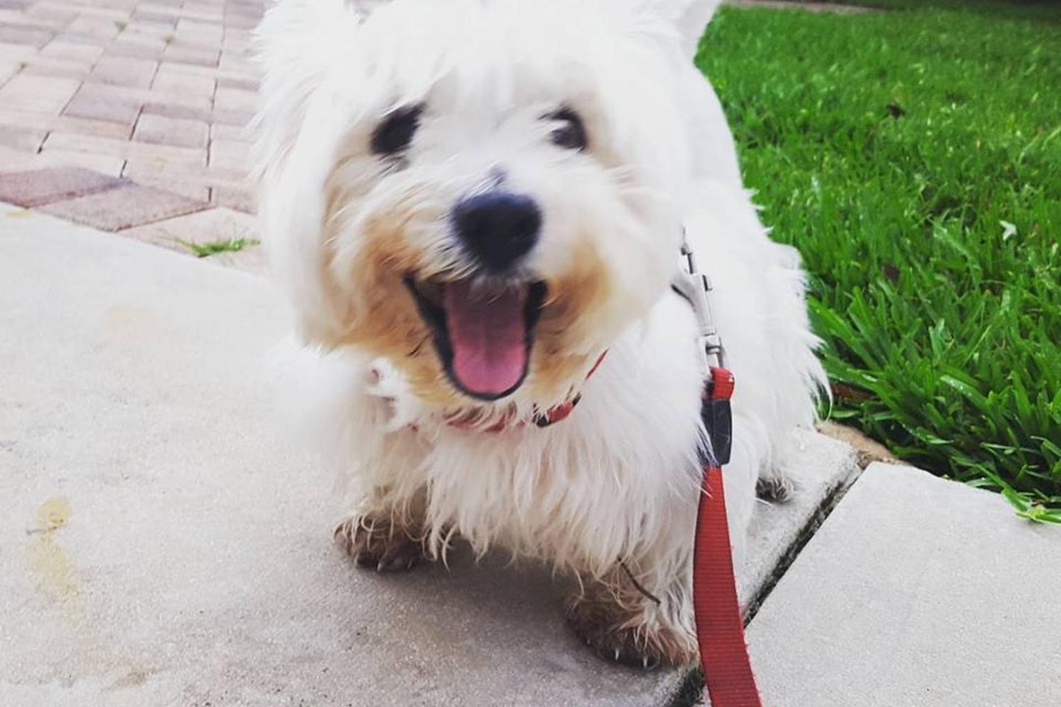 Lucky Dogs Pet Sitting 0